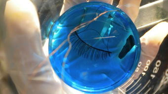 化妝品新聞 cbo 化妝品財經(jīng)在線 最權(quán)威的化妝品產(chǎn)業(yè)財經(jīng)媒體